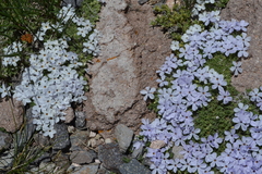 Phlox condensata