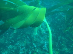 Laminaria pallida