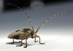 Planodema bimaculata