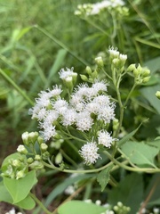 Ageratina