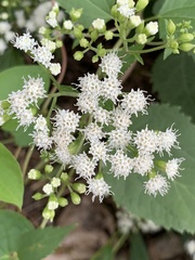 Ageratina