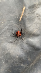 Latrodectus corallinus