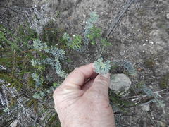 Indigofera sp12