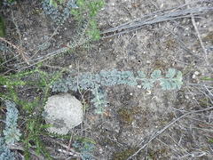 Indigofera sp12