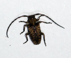 Exocentrus variegatus variegatus