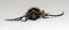 Exocentrus variegatus variegatus