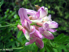 Lathyrus magellanicus