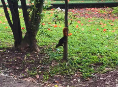 Sciurus granatensis