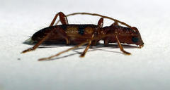 Transvaalobrium sudrei