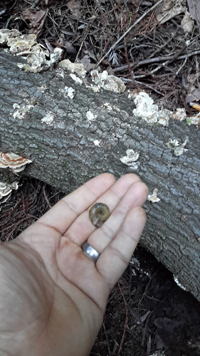 Haplotrema minimum