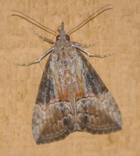 Green Cloverworm Moth, photo 9 of 10