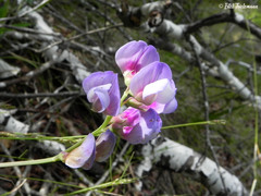 Lathyrus magellanicus