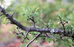 Commiphora mollis