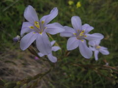Moraea polyanthos