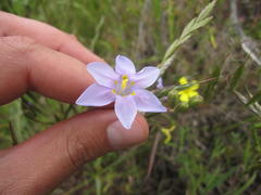 Moraea polyanthos