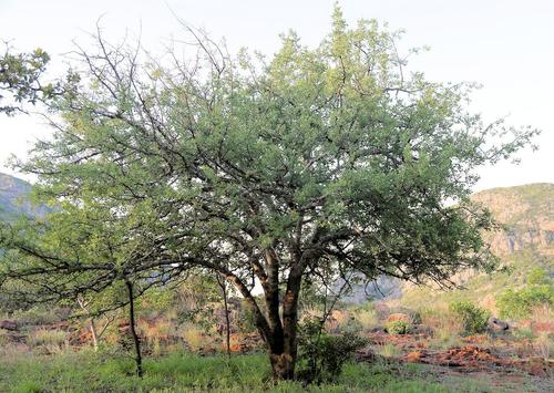 Commiphora mollis (Oliv.) Engl. 3