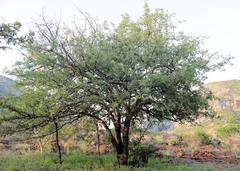 Commiphora mollis