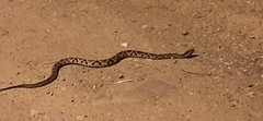 Bothrops jararacussu