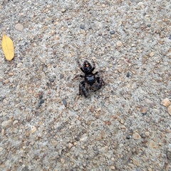 Phidippus audax