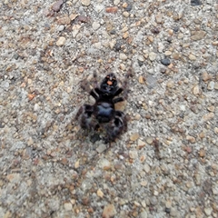 Phidippus audax