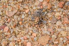 Ellipsoptera cuprascens