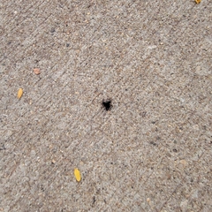 Phidippus audax