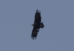 Aegypius monachus