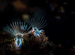 Austromegabalanus psittacus