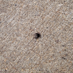 Phidippus audax