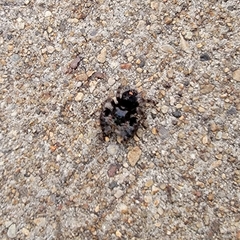 Phidippus audax