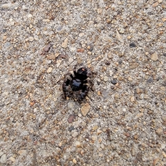 Phidippus audax