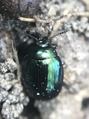 Phaedon viridis