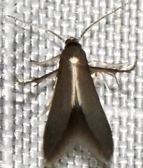 Schreckensteinia erythriella