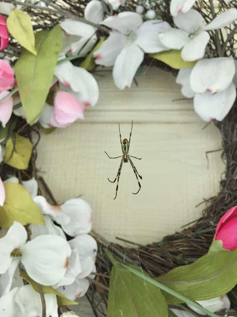 Joro spider (Trichonephila clavata)