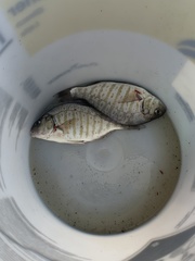 Amphistichus argenteus