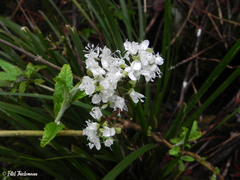 Libertia tricocca