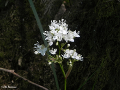 Libertia tricocca