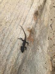 Stenocercus trachycephalus