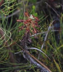 Drosera glabripes