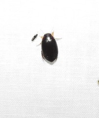 Thermonectus intermedius
