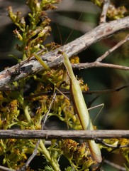 Mantis religiosa