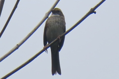 Zonotrichia albicollis