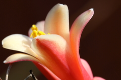 Hesperaloe parviflora