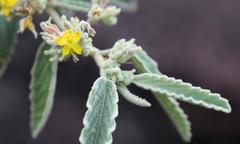 Corchorus kirkii