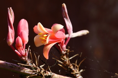 Hesperaloe parviflora