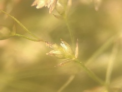 Eragrostis frankii