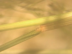 Eragrostis frankii