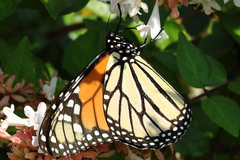 Danaus plexippus
