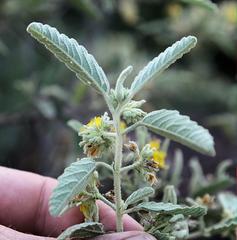 Corchorus kirkii