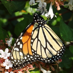 Danaus plexippus